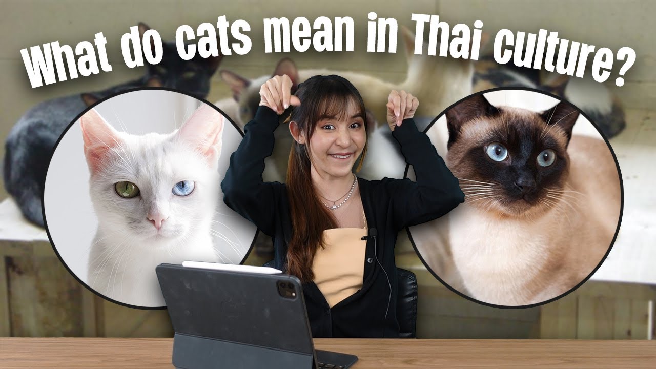 Do Thais believe that the cat&rsquo;s owner will be successful? | 2 Minutes Thailand