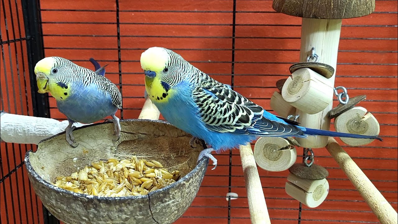 relaxing budgie sounds