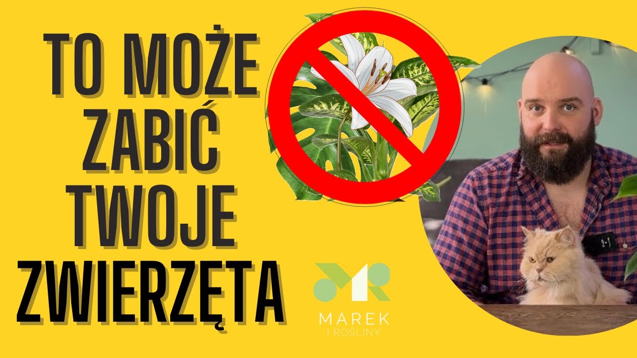 Rośliny toksyczne dla psów i kotów oraz te bezpieczne, które nie są trujące - LISTA