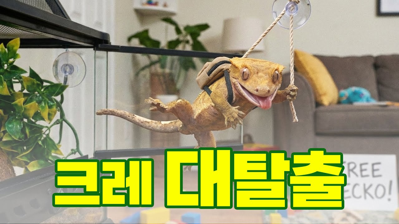 우리 집 크레가 탈출했어요😭😭