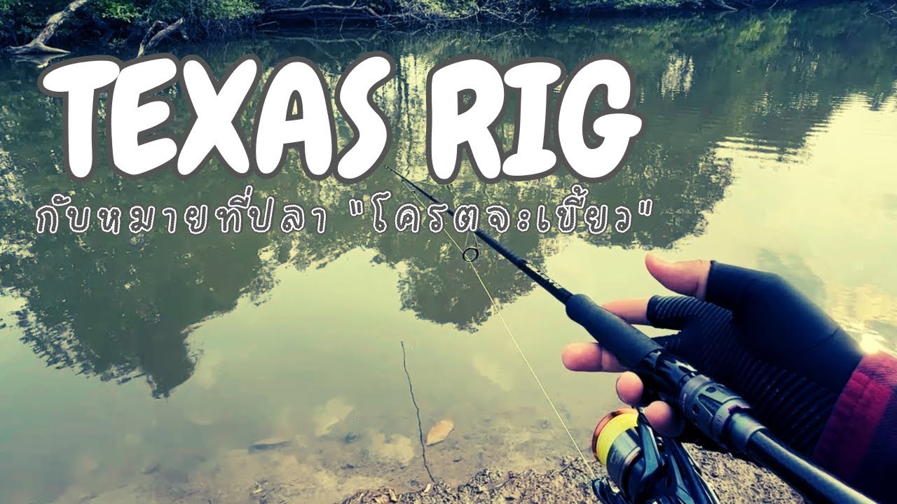 (EP.21) ปลากัดทั้งคลิป กับ TEXAS RIG หมายปลาเขี้ยวว