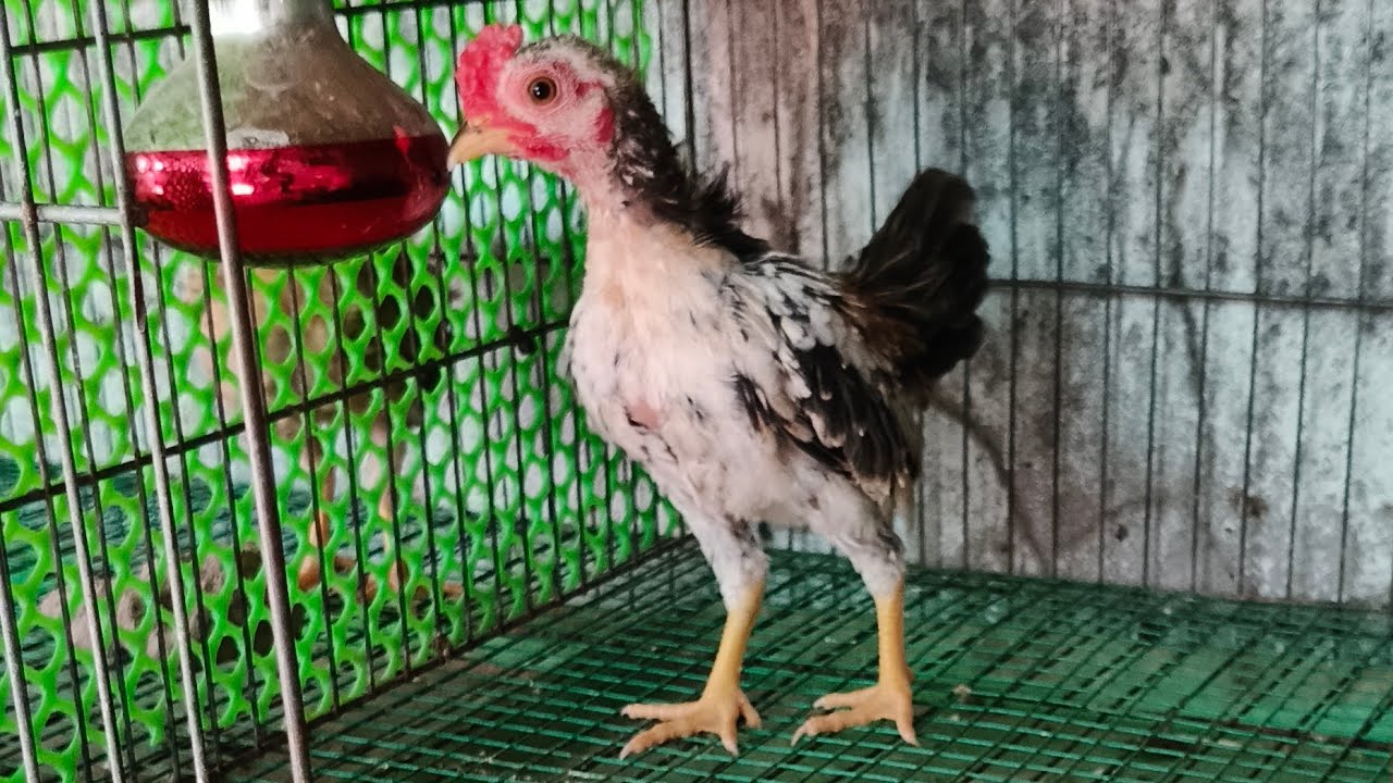 18/03/2026/gà cảnh đủ loại DT 0888464987