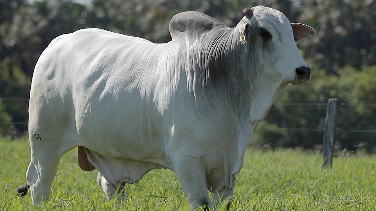 LOTE 32 - CSCC 9288