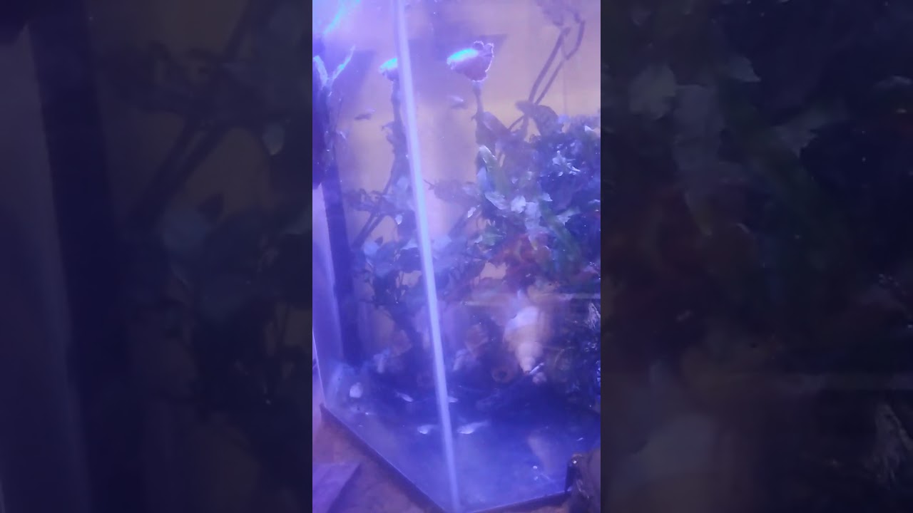 Dancing knife fish's 