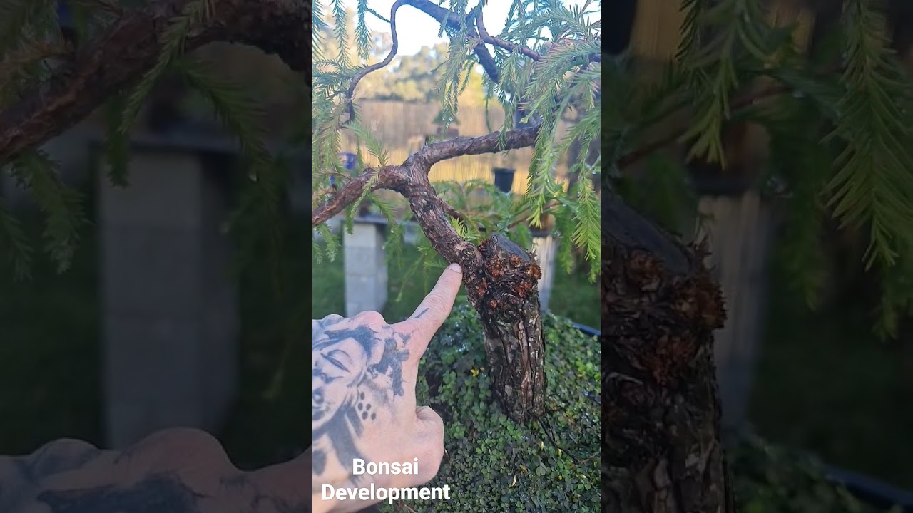 Bonsai Development, Real Life Example.