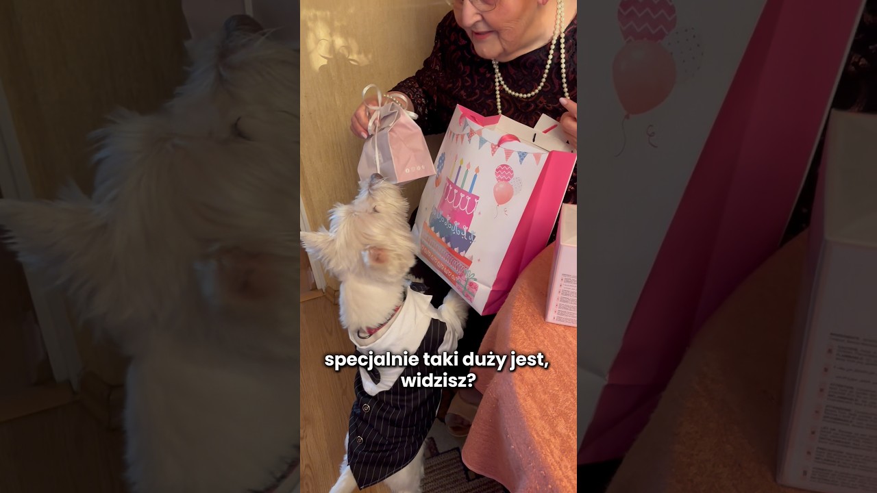 Imprezka urodzinowa u Babuni! #urodziny #babcia #impreza #weekend #westie #piesek
