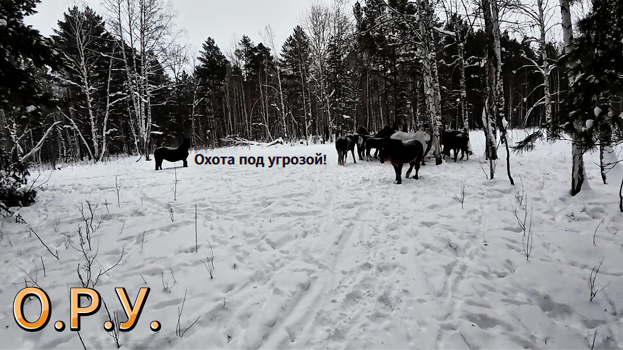 Замес!!!  Кабаны против Лошадей, или на оборот!