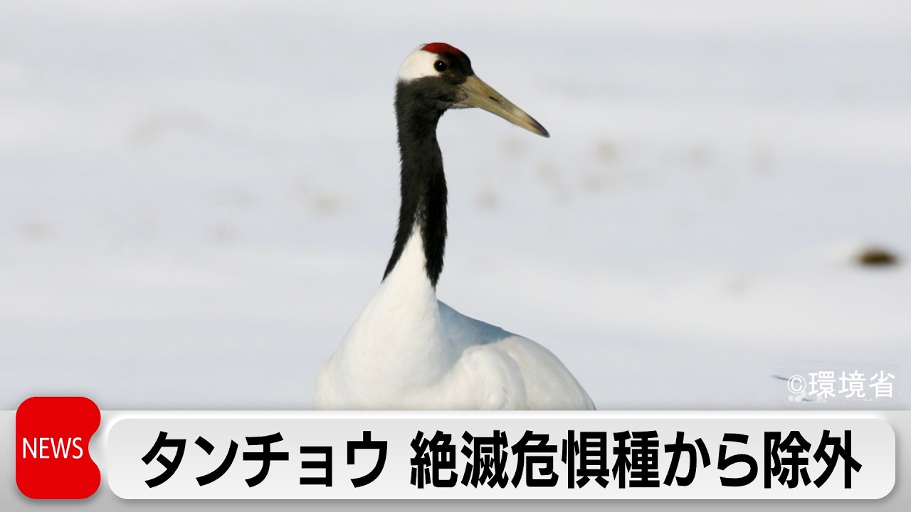 タンチョウを「絶滅危惧種」から除外　トキは一段階引き下げ　保護活動の成果