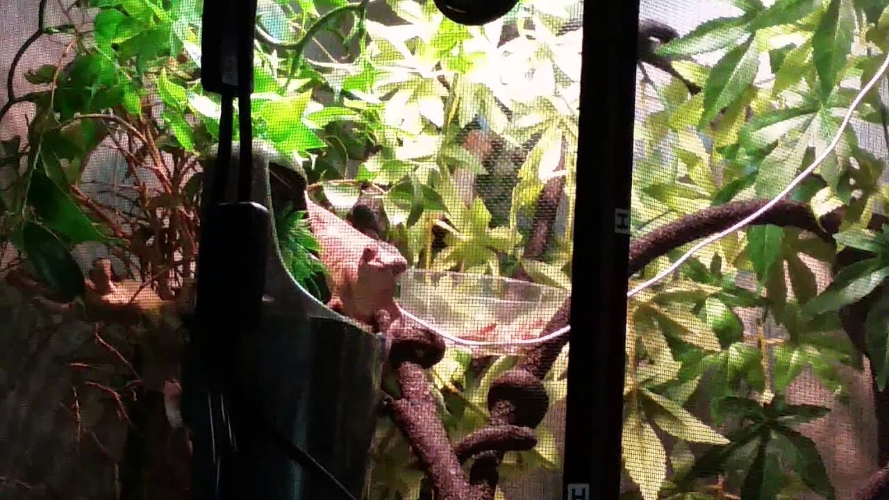 Chameleon cantina drinking fountain