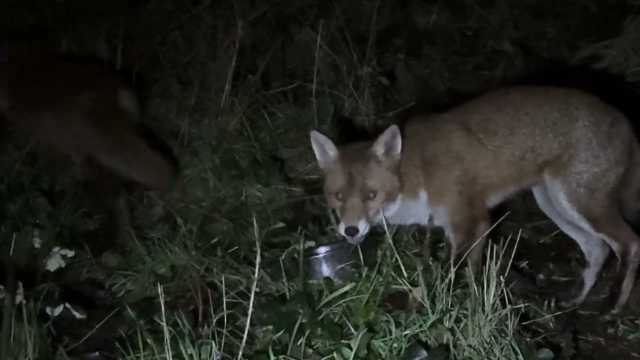 Sam the Fox and limping friend tuck in