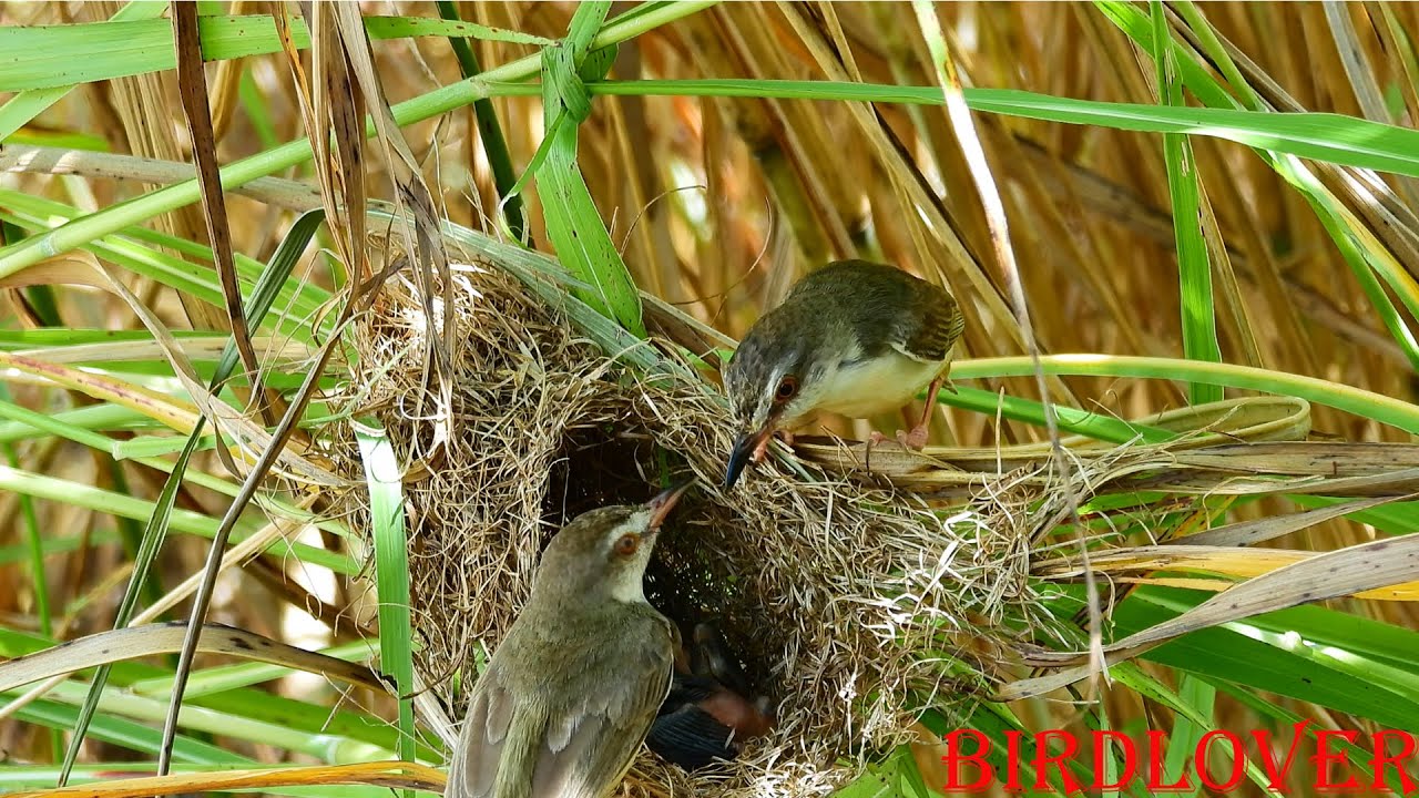 Father and mother bird feed their blue worm to her babies in the nest🦤🐥🕊️🐤🐦‍⬛