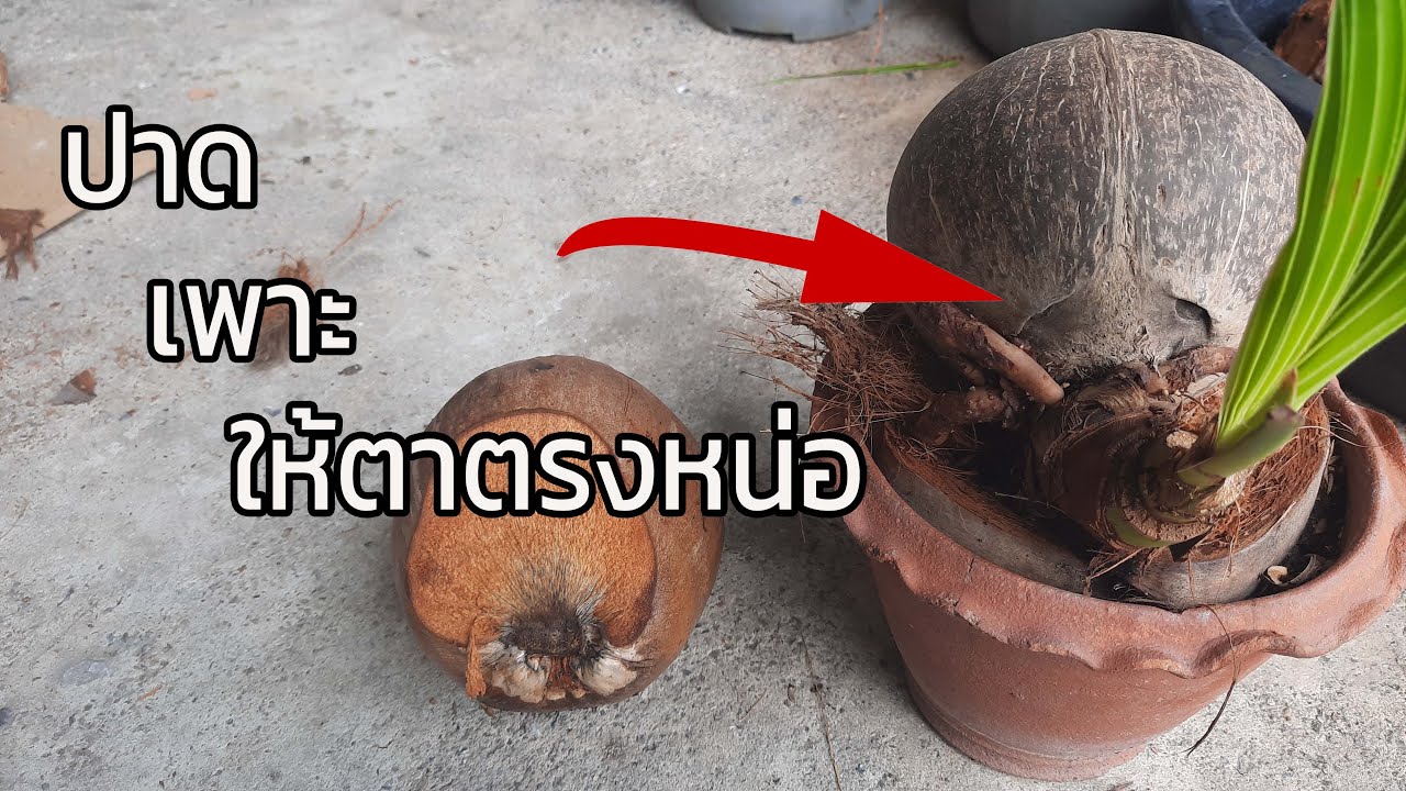 วิธีเพาะมะพร้าวที่ถูกต้อง หน่อตรงตา มะพร้าวบอนไซ