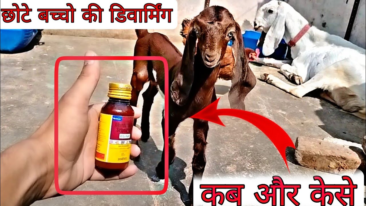छोटे बच्चों की डायवर्मिंग कैसे और कब करें| Full video Dewarming goat kid#bakripalan |Sabri goat farm