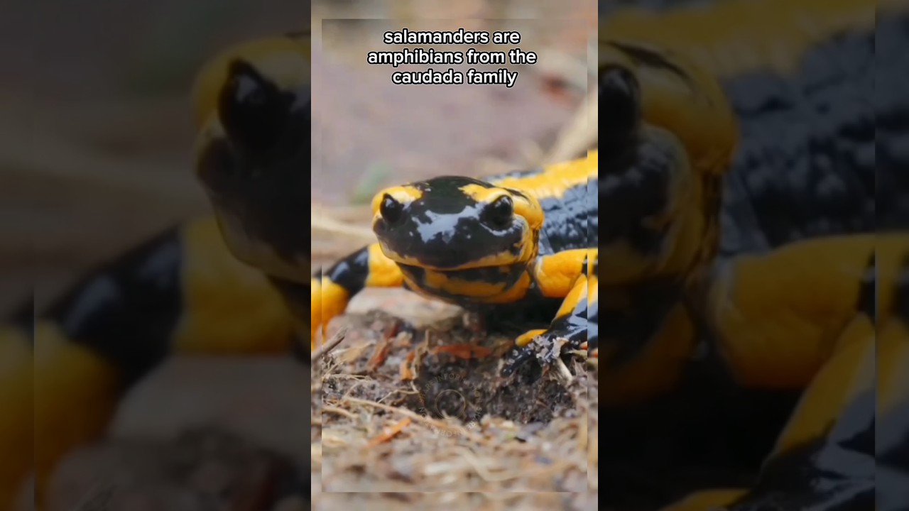 Salamander animals that are almost immortal #salamamder #immortal #animals