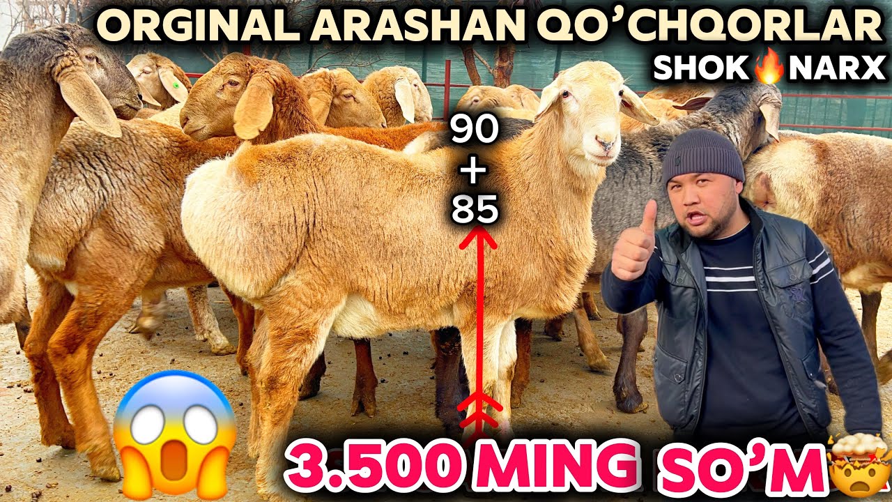 🇰🇬ARASHAN QO’CHQORLAR NARXINI SOLIJON YORVORDI QIRG’IZISTON🇰🇬🇰🇬QO’CHQORLARI NARXI SINDI😱