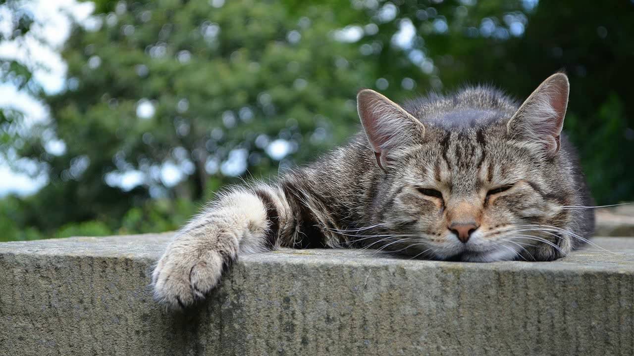 8 часов звука мурлыканье кошек