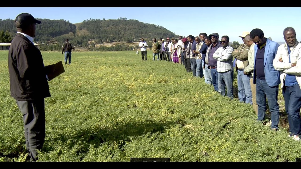 ኢንስትቲዩት ምርምር ሕርሻ ትግራይ ምስ መድረግቲ ኣካላት ብምትሕብባር ምሩፅ ዝራእቲ ኣብ ምርባሕ ይነጥፍ ምህላው ኣፍሊጡ ፡፡