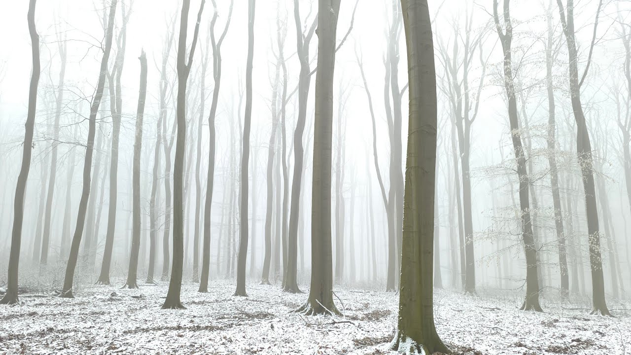 ASMR Winter Forest Walk ❄️ Crunching Snow Sounds | Foggy & Mystical (No Talking) 