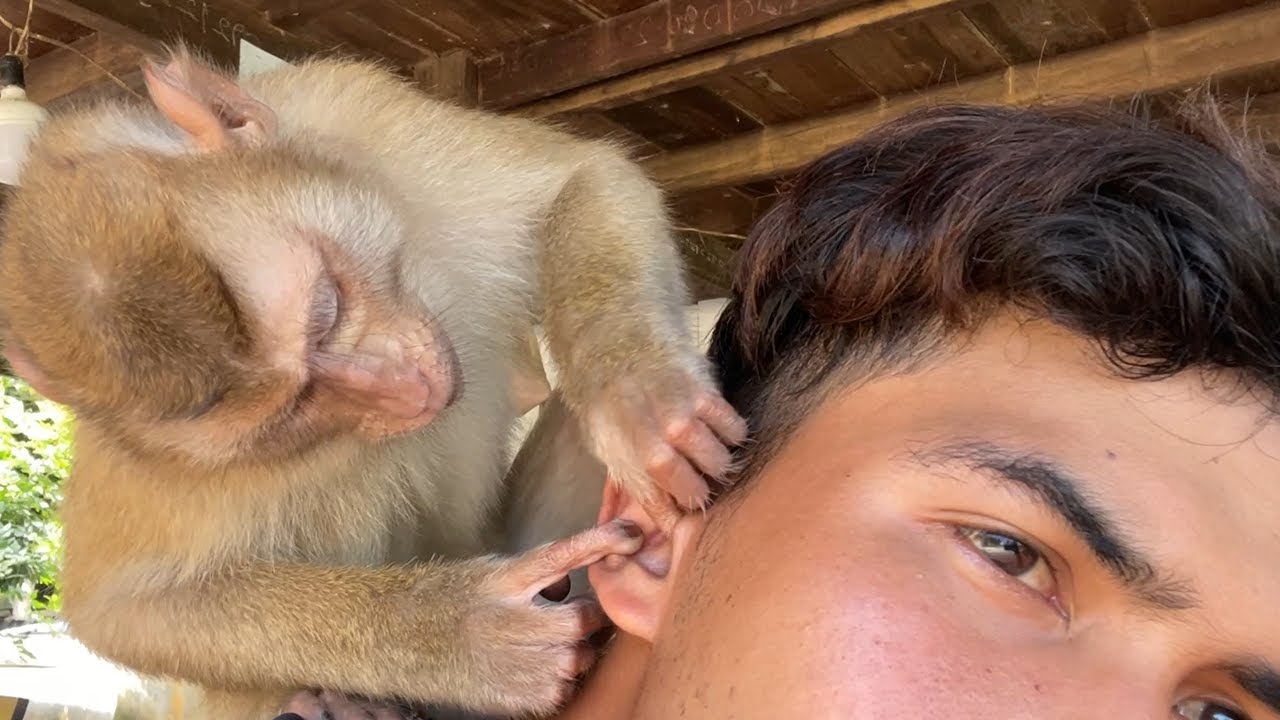 ASMR Monkey Grooming| Obedient Zueii Try To Clean My Earwax