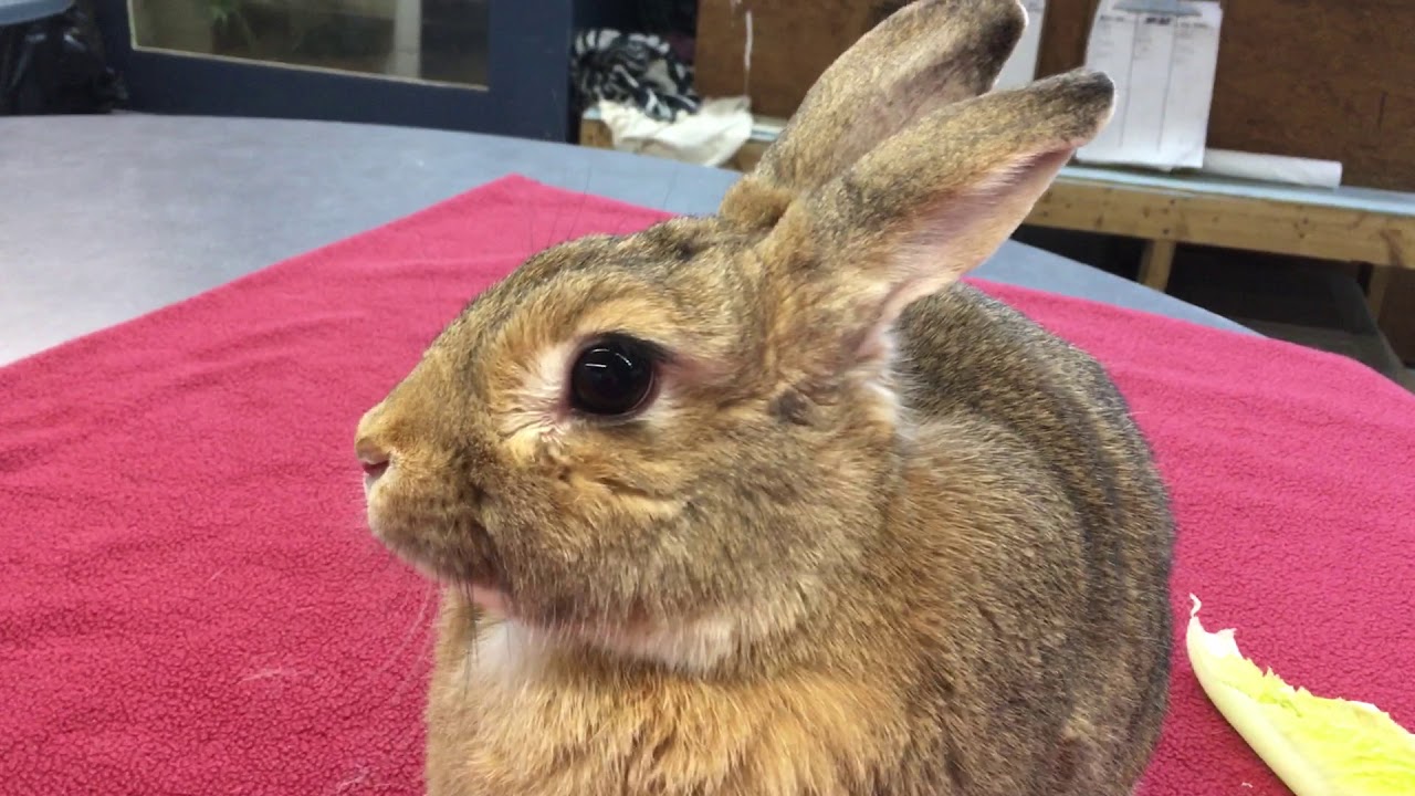 Baby Wildlife: Eastern Cottontail Rabbits