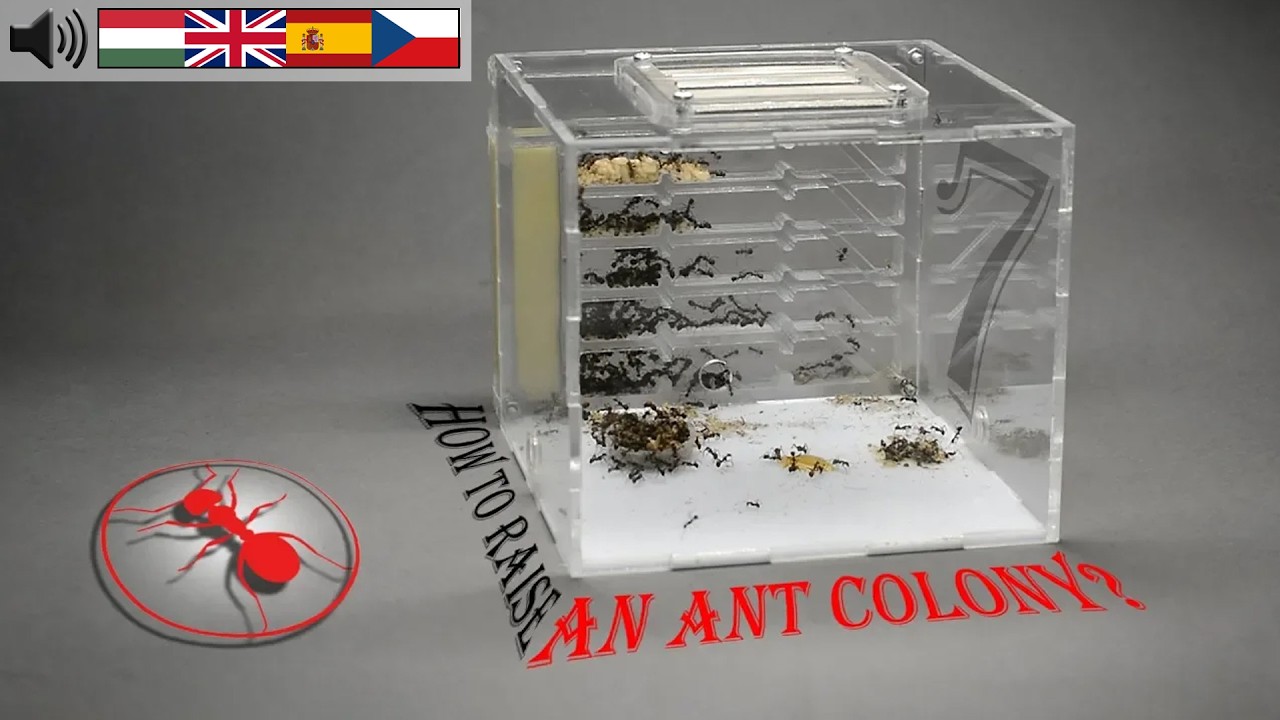 Hogyan nevelj hangyakolóniát? - 7. rész