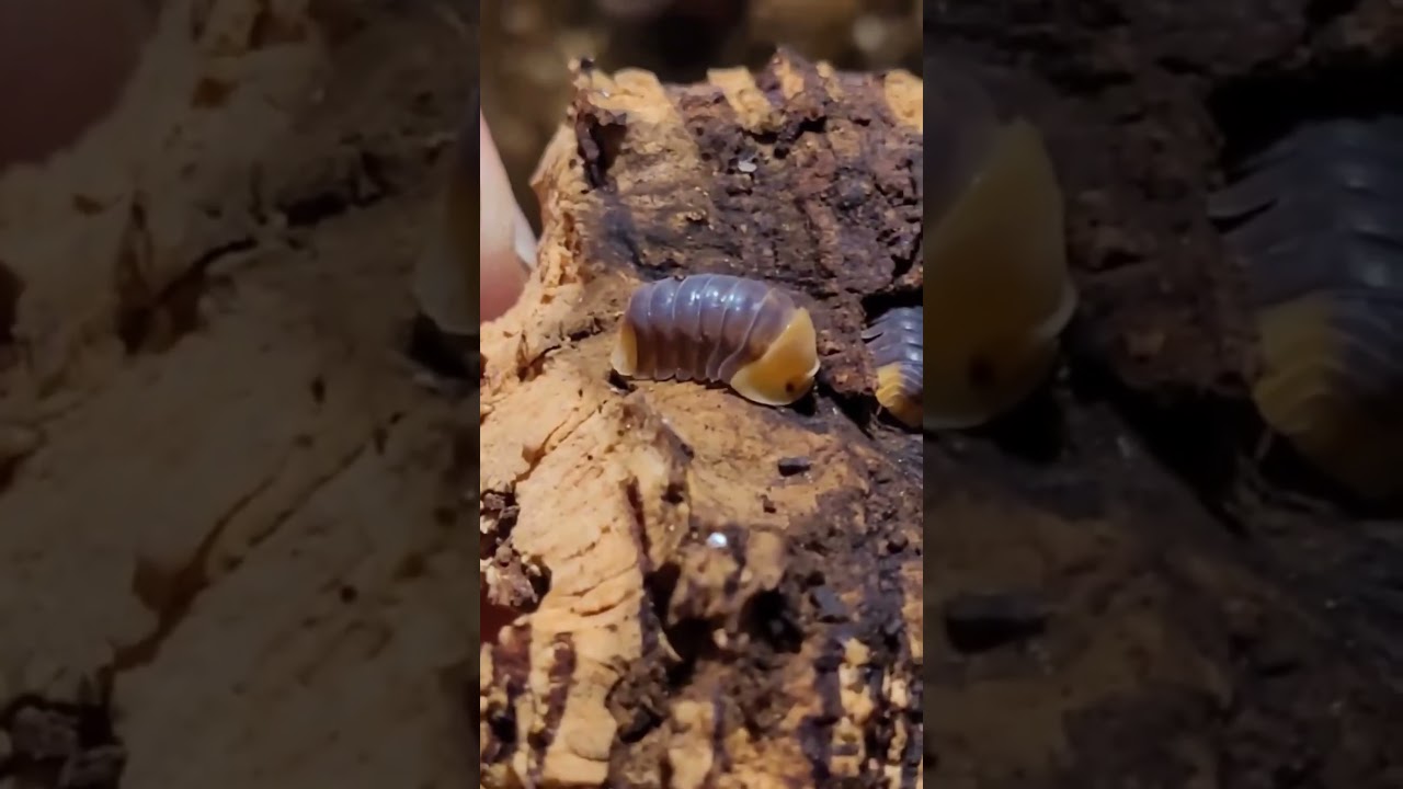 #isopods