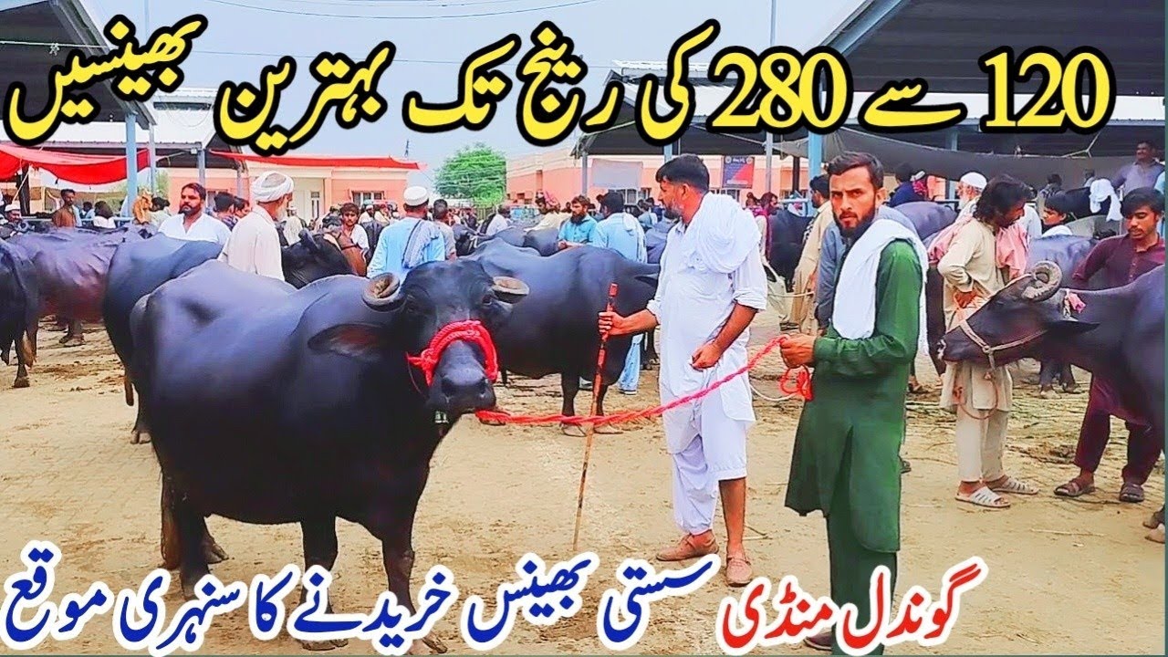 Today Gondal Mandi latest update 15 Dec2025!Murrah bufalo calf market!buffalo livestock auction!
