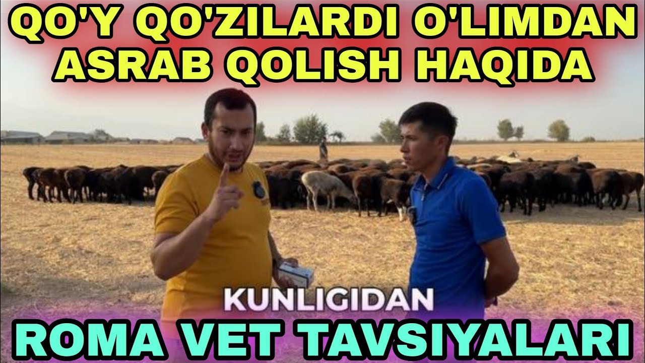 ROMA VET SURXONDARYODA QO'YLARDI KASALIKLARI HAQIDA MASLAXATLAR BERDI