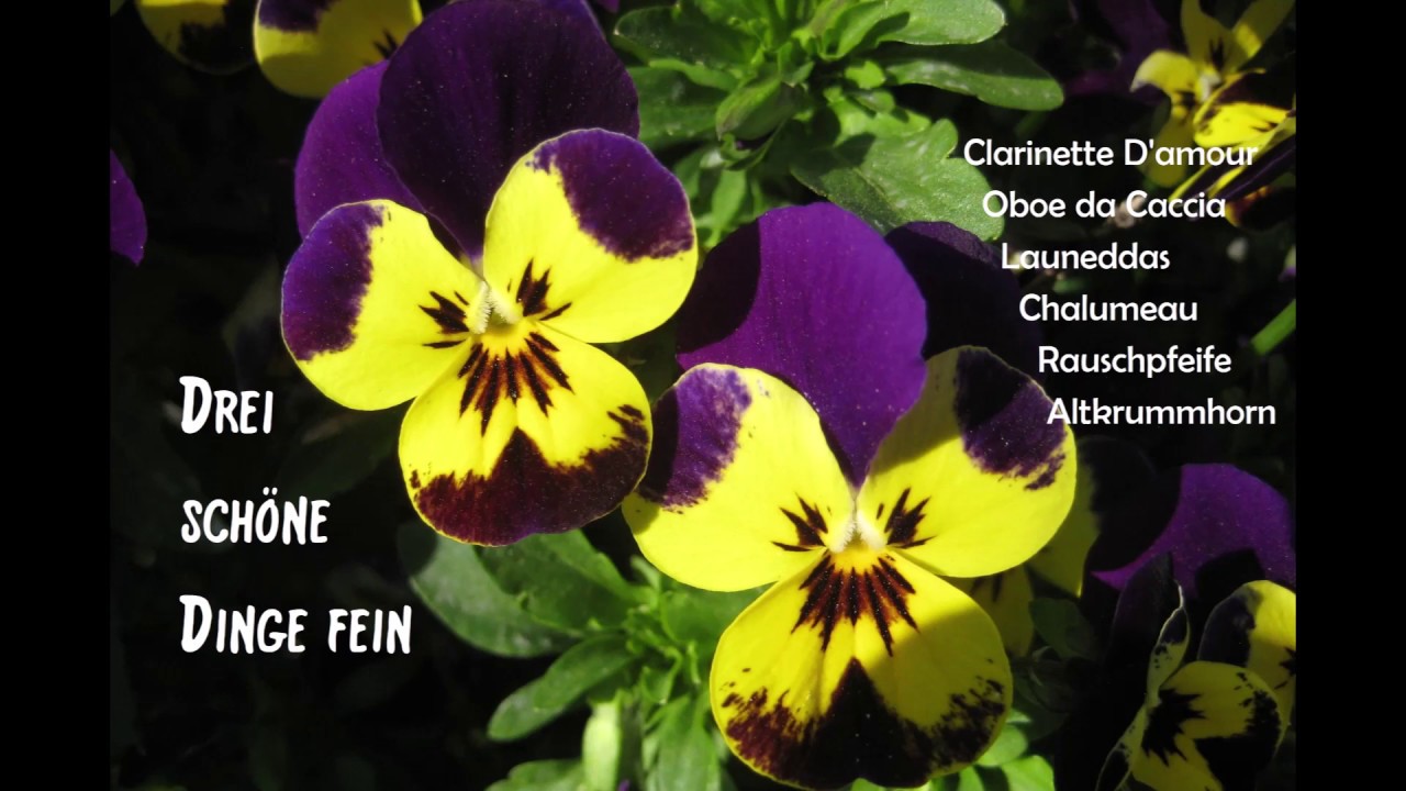 Drei sch&ouml;ne Dinge fein - Playback: Historische Instrumente