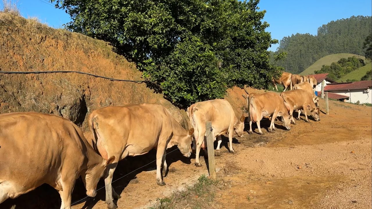 Primeiro pastejo das vacas no capim ZURI (não estou me agradando !)