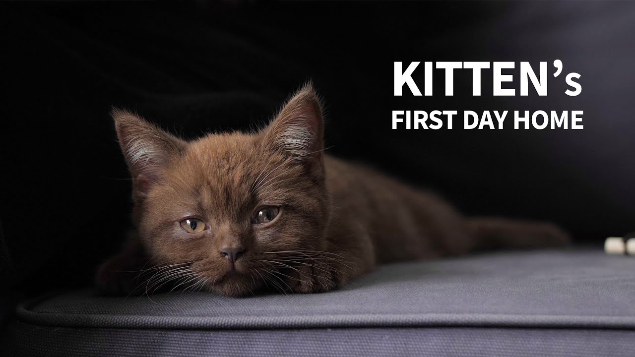 New Kitten Comes Home | His First Day