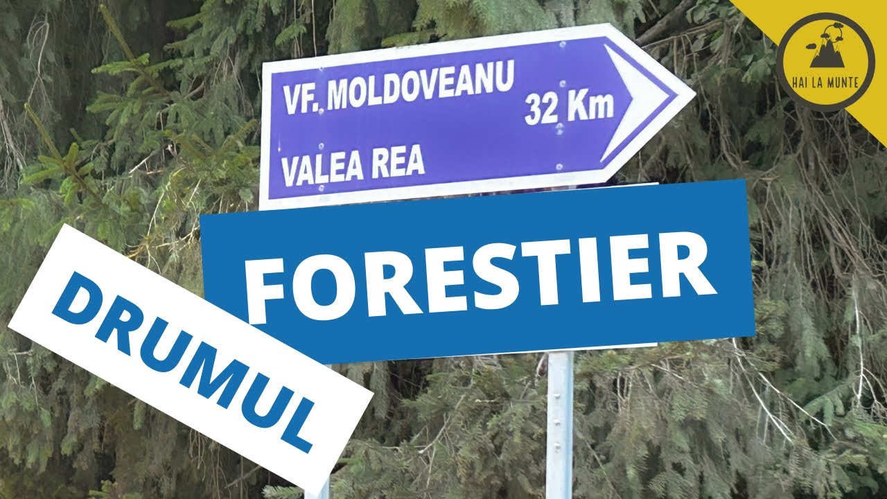 Drumul forestier Moldoveanu - Stana lui Burnei | August 2023