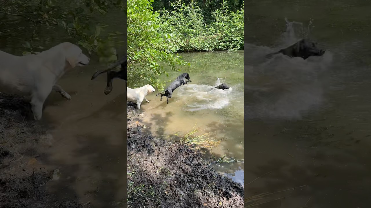 Cute Puppy&rsquo;s First Swim Turns Into a Funny Dog Fail | Puppy Swimming Adventures