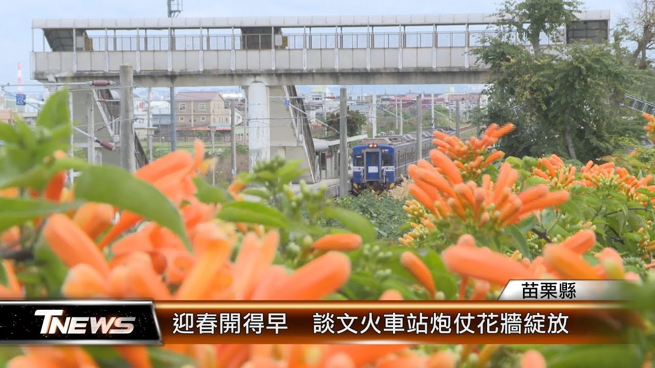 迎春開得早  談文火車站炮仗花牆綻放│T-NEWS聯播網