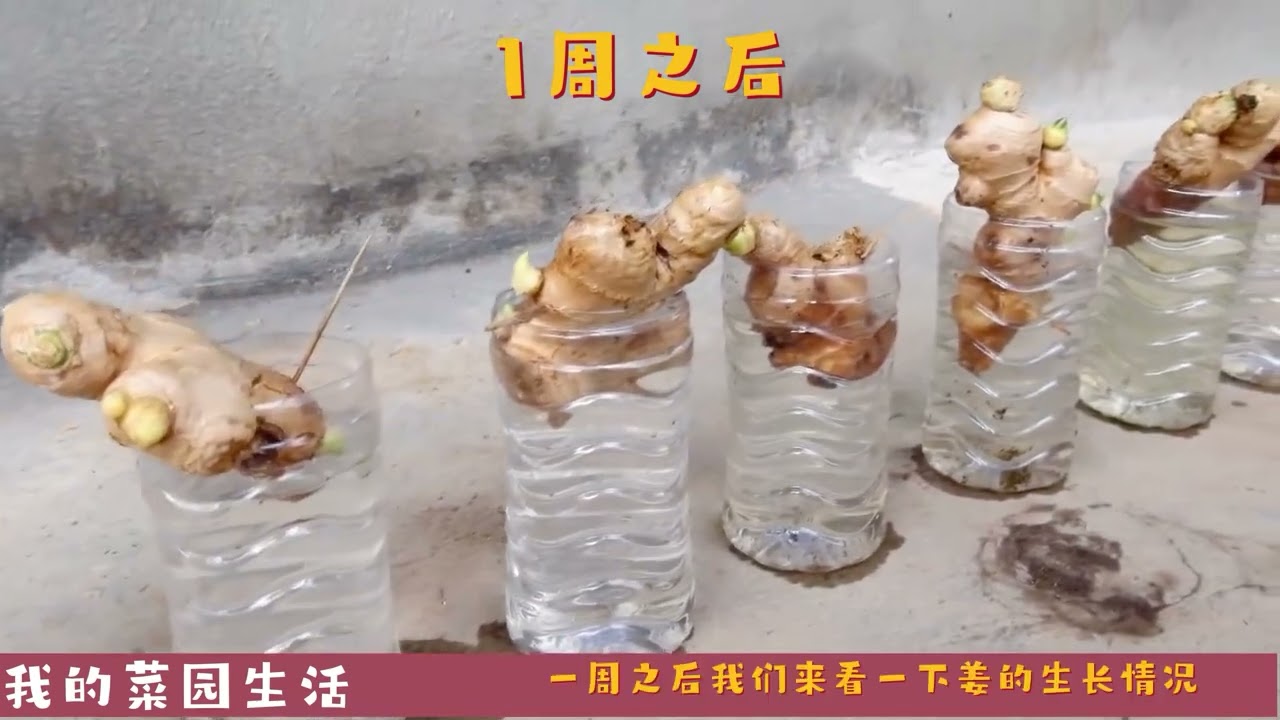 姜是如何种植的呢？超简单，利用水+塑料瓶种植姜！实用方便，赞