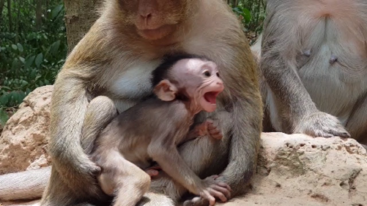 breakheart baby !!! million sad baby cos mum fight cruel while seize baby, Why monkey do? #1