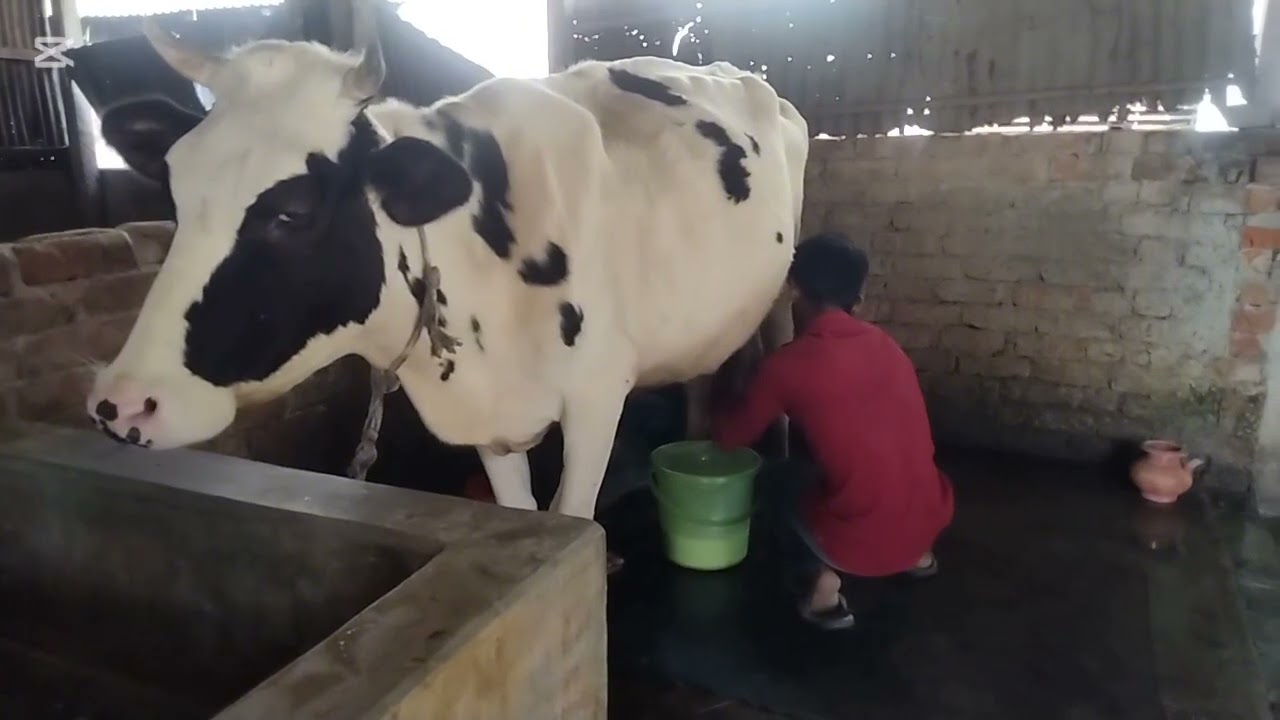দুধ দোহন একটা কঠিন কাজের মধ্যে অন্যতম..!