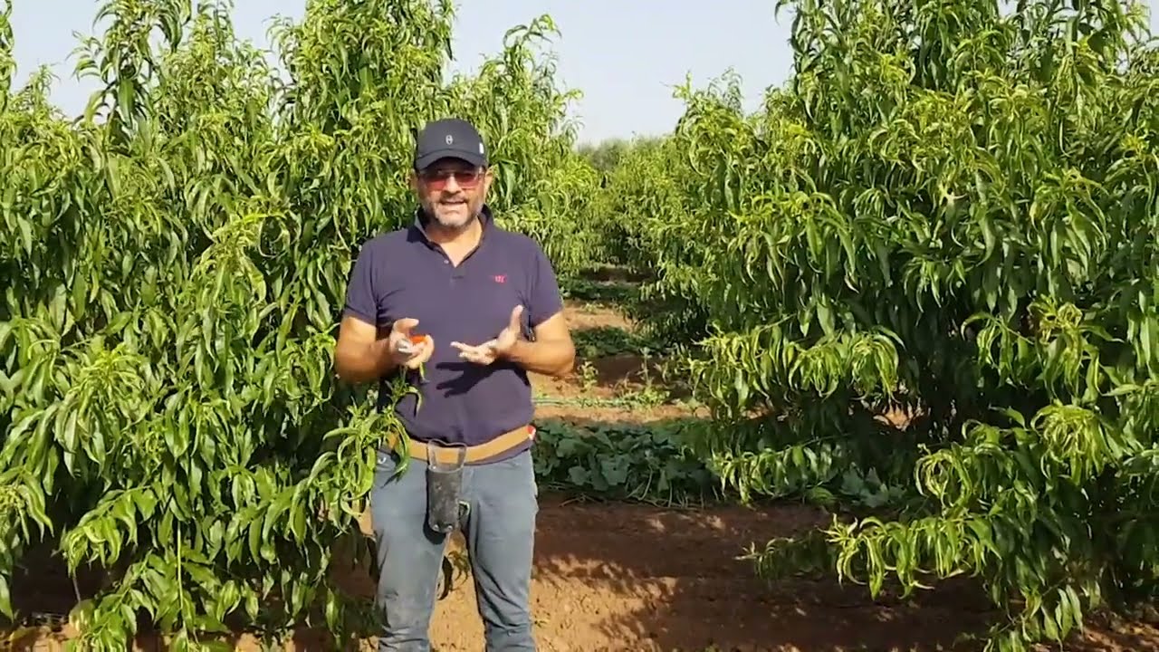 PESCO:  VASO LIBERO CESPUGLIATO CON ELEMENTI 