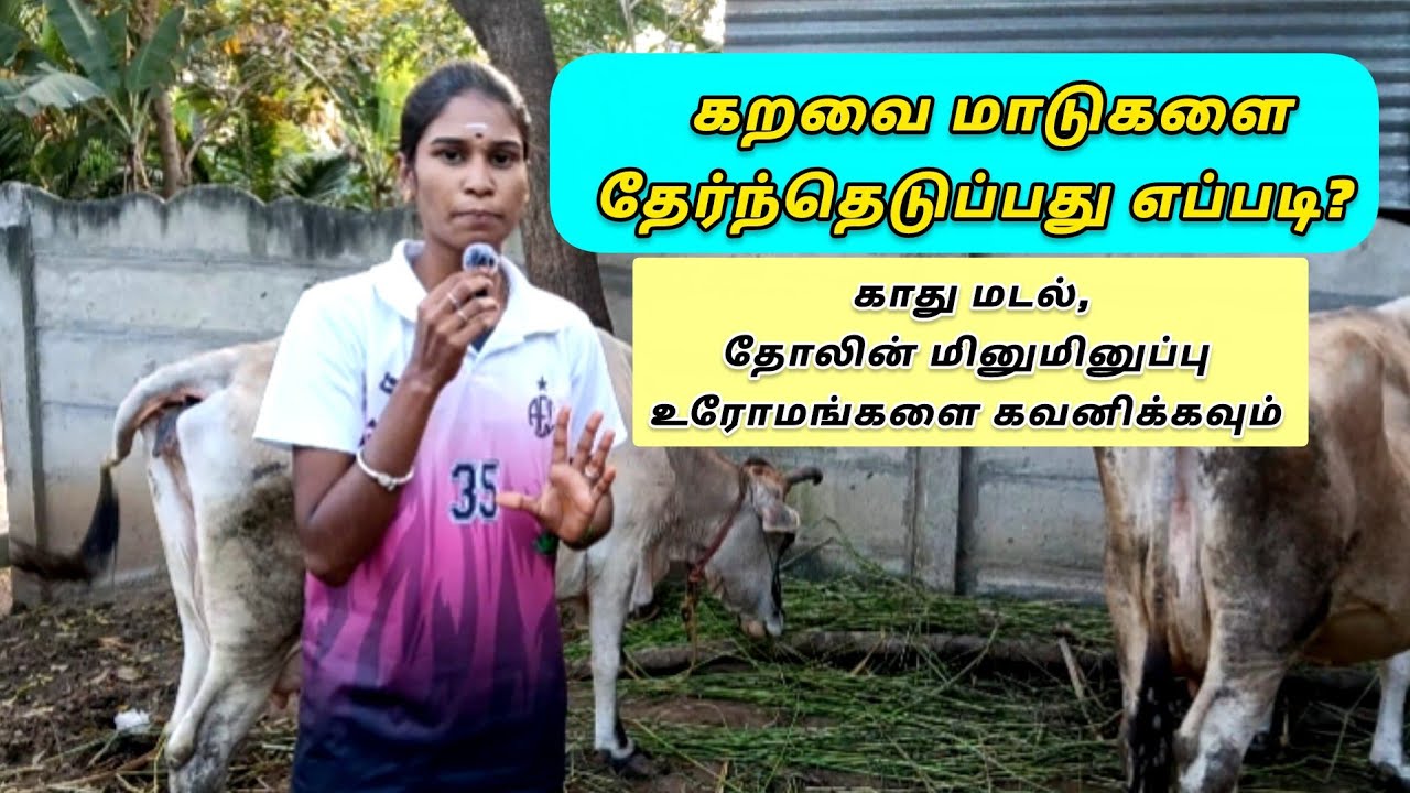 எவ்வாறு கறவை மாடுகளை வாங்குவது | விவசாயம் தொடர்பான தகவல்கள் 