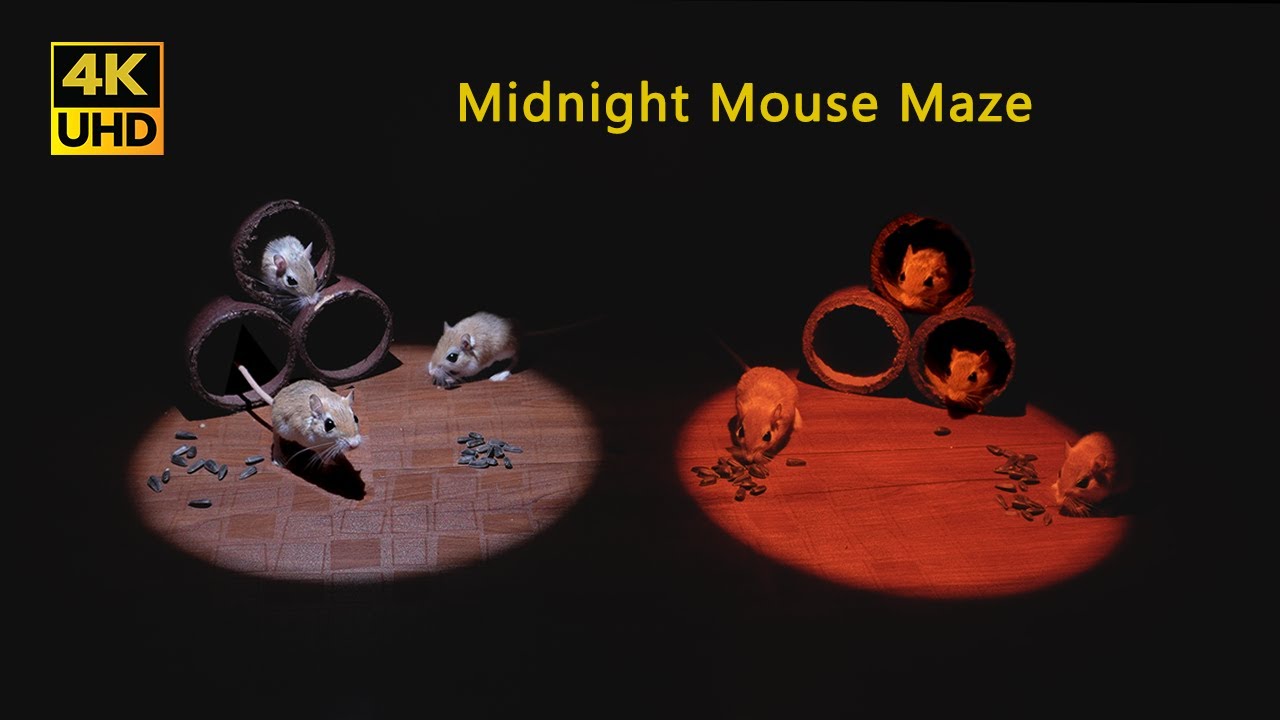 Night Cat TV for Cats to Watch | Mouse Maze Hide & Reveal Fun for Hunting Focus | 4K