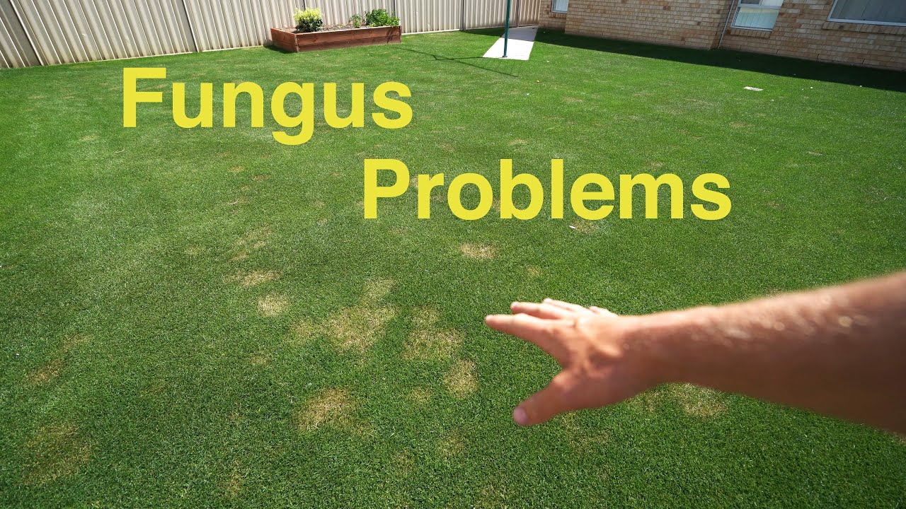 Fungus Disease In My Lawn?