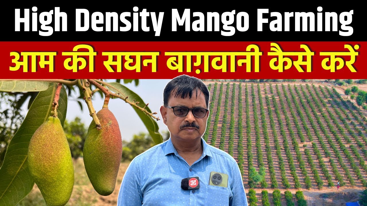 आम की सघन बागवानी कैसे करें ? || How to do Ultra High density mango farming ? #mangofarming 🥭🥭