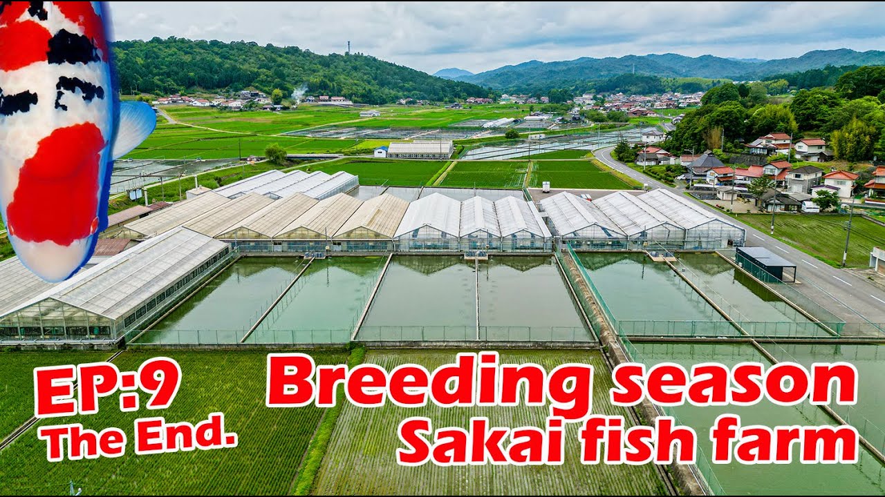 The end. วันสุดท้ายที่ซาไก Ep:9 ไปดูปลาคาร์พ ในฤดูผสมพันธุ์ ที่ Sakai Fish Farm Hiroshima Japan