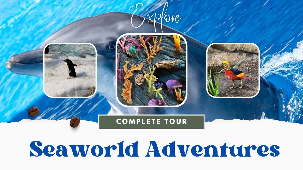 Sea World Adventures | Dolphin & Sea lion Show | Exotic birds, Animal encounters & Rides | AbubDhabi