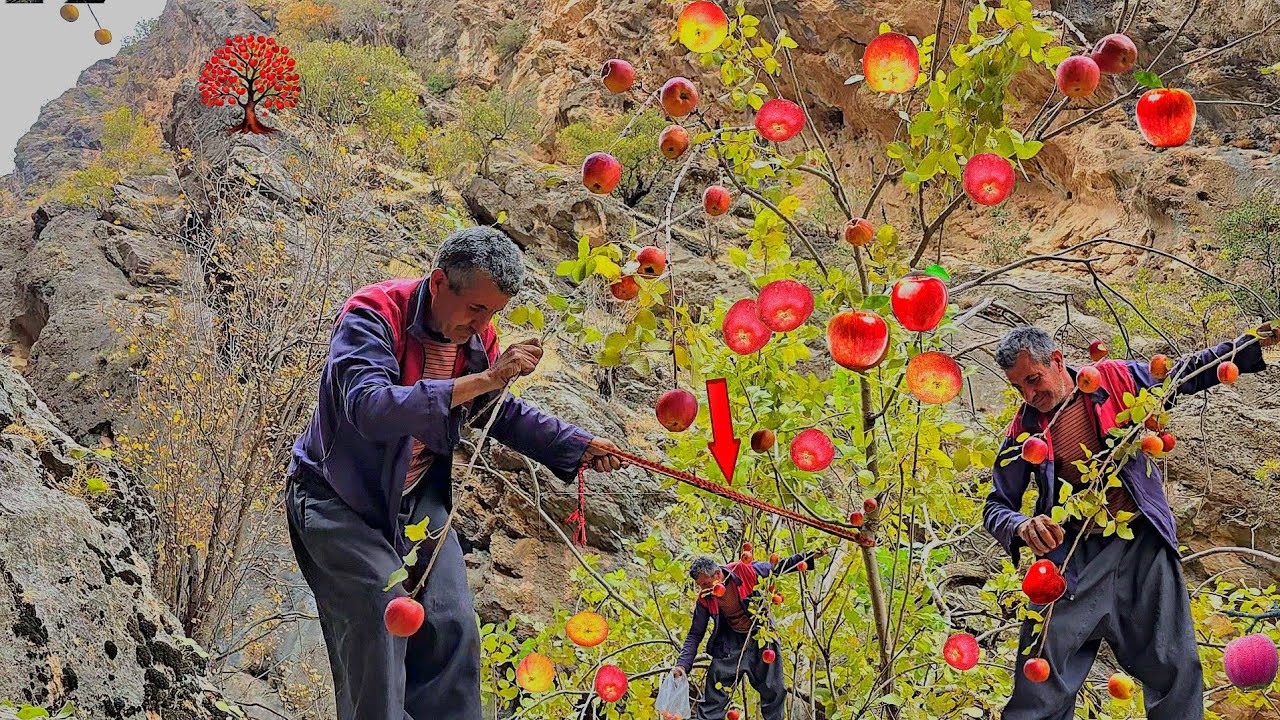 Wild apple harvesting in the heart of Iran's pristine nature, a journey to dangerous mountains