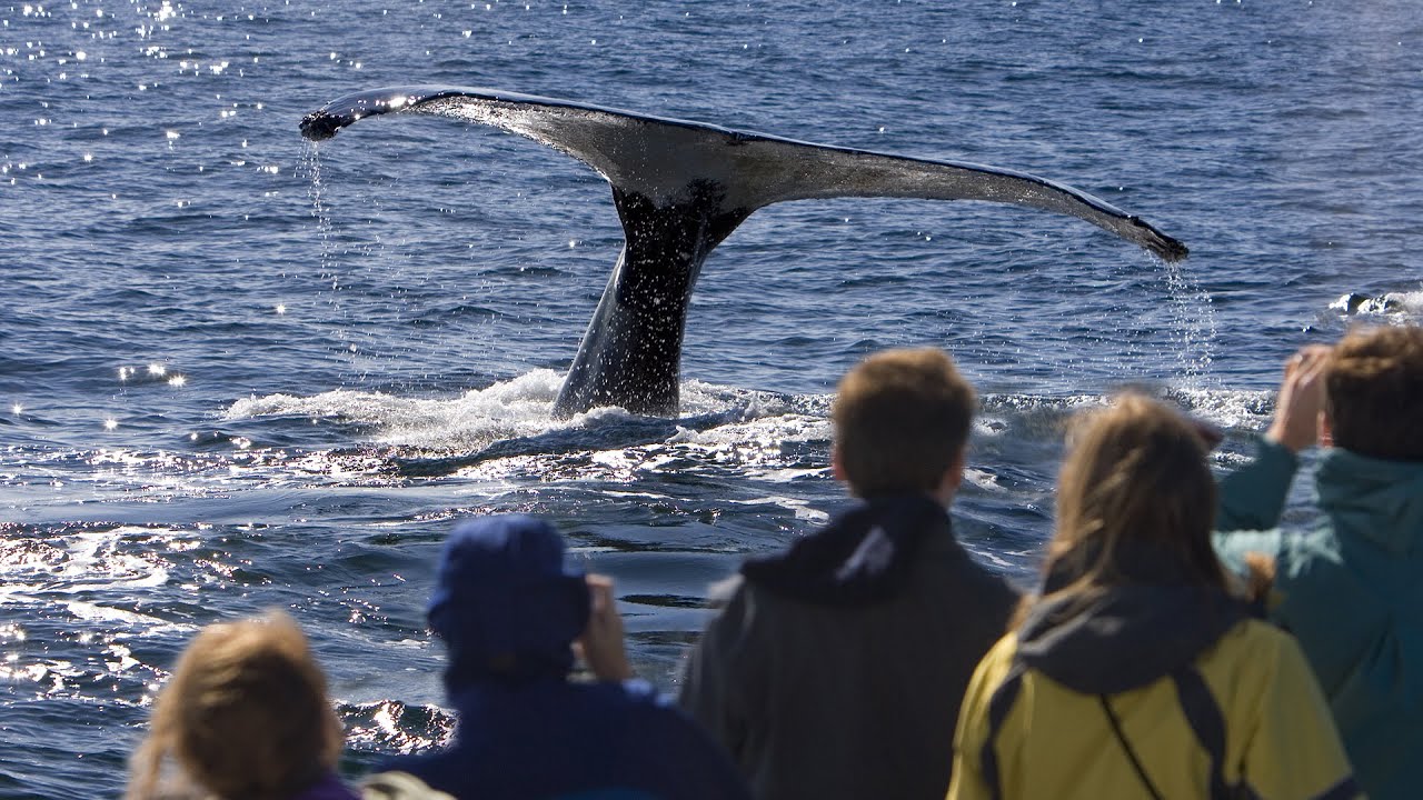 Spot the Big Five on Marine Safari from Cape Town, South Africa