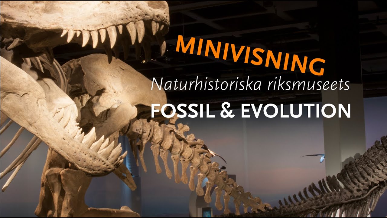 Minivisning: Fossil & evolution