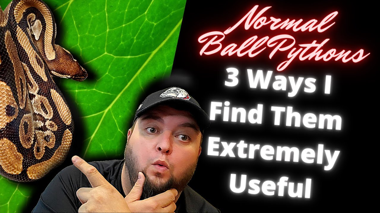 Normal Ball Pythons! Why I Still Love & Use Them!
