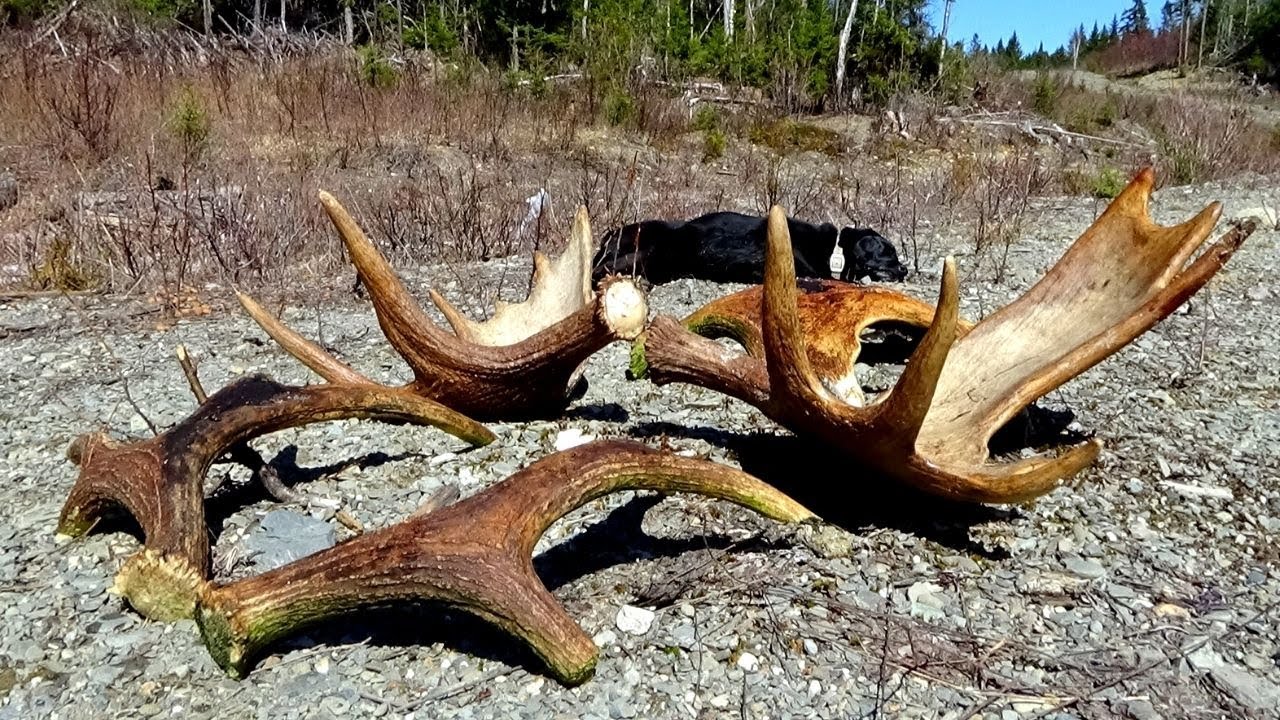 Maine Moose Shed Hunting with a Dog