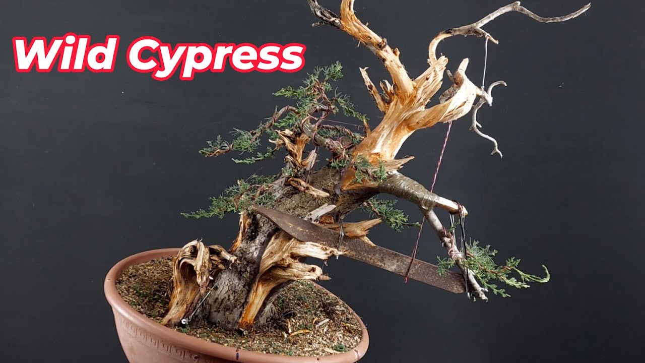 Bonsai da alberi yamadori